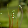 苔の雫