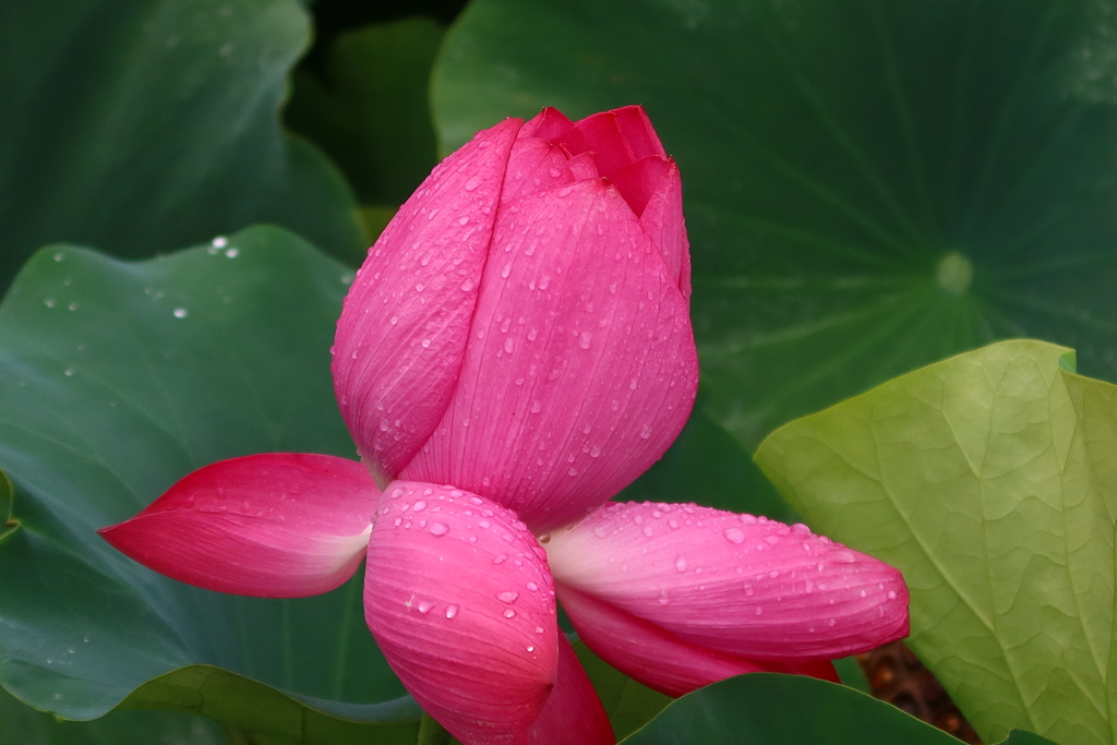 突然の雨