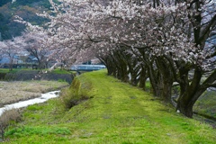 土手の桜は鮮やか