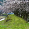 土手の桜は鮮やか