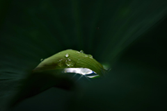 落ちた花びら