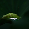 落ちた花びら