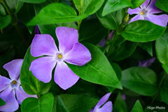 今朝の野花