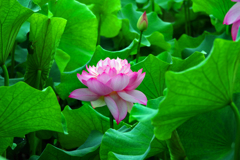 続々開花中～