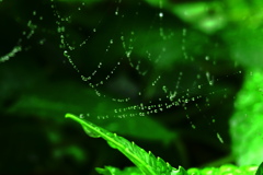 梅雨の蜘蛛の巣