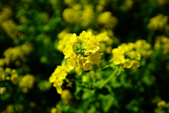 菜の花の季節