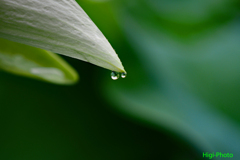 雨がのこしたものⅡ