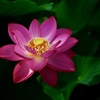 1番開花（6/26T）
