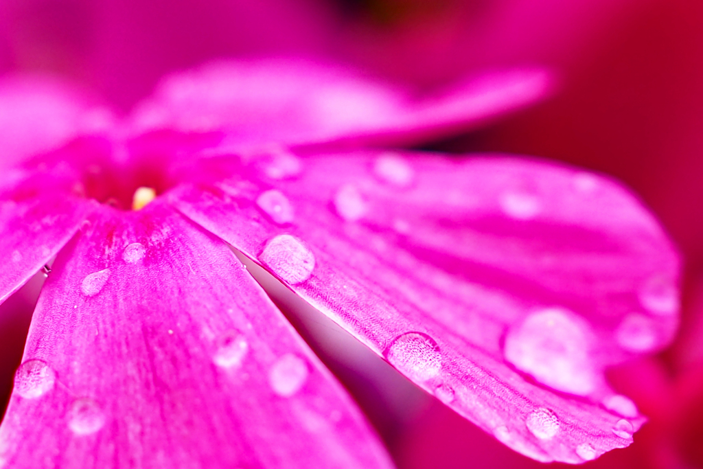 芝桜は水玉