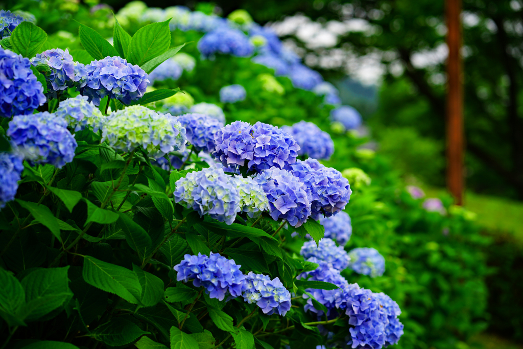 花は盛り
