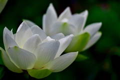 白の花蓮