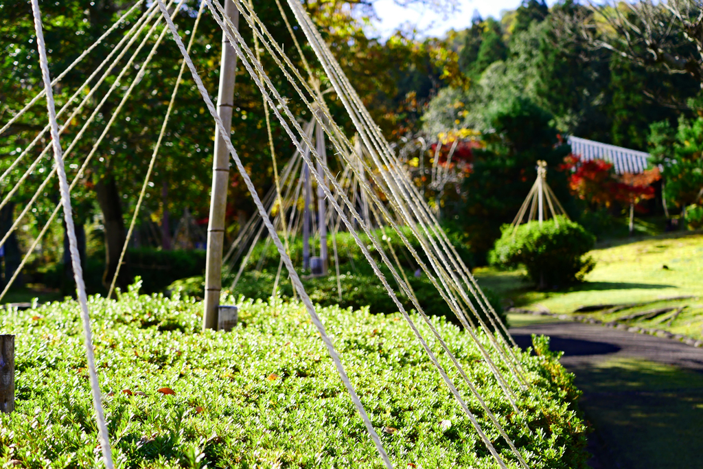 冬支度は雪吊り