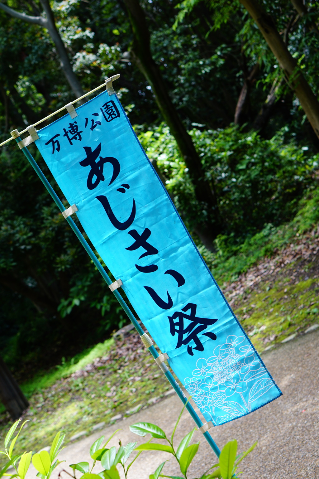 紫陽花まつり開幕