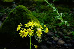 苔が似合う