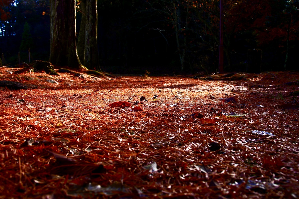 落ち葉積もる歩道