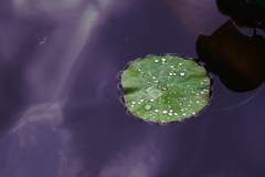 今年も無事に咲き始め