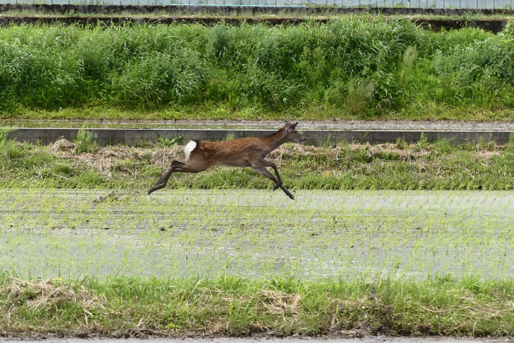 ご近所散歩で遭遇