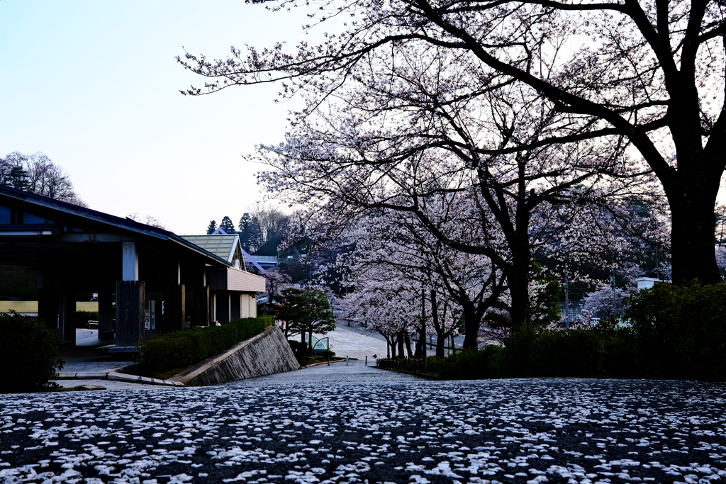 桜の坂道