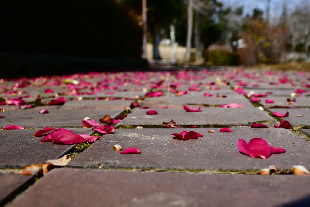 花びらの歩道