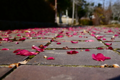 花びらの歩道