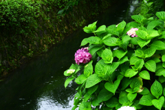 紫陽花は哲学の道