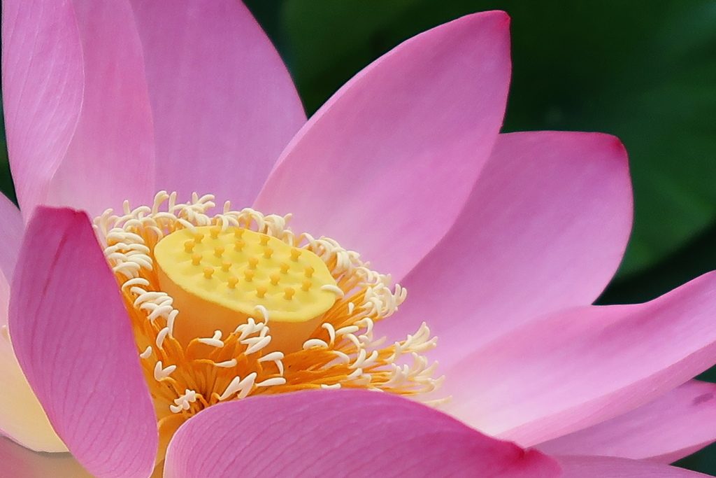 淡く紅さす光景