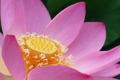 淡く紅さす光景