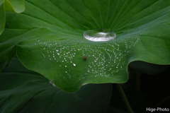 水玉は蜘蛛の仕業
