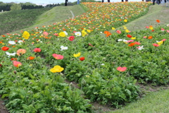 あわじ花さじきは花の入れ替え時でした