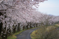 村自慢の桜。今年の見納めやなぁ～