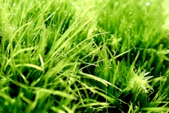 水玉、春よこい！