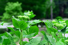 季節先取り。紫陽花