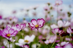 秋桜畑に行ってみた