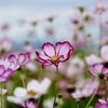 秋桜畑に行ってみた