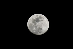 昨夜は綺麗な月でした