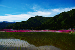 芝桜に包まれた村