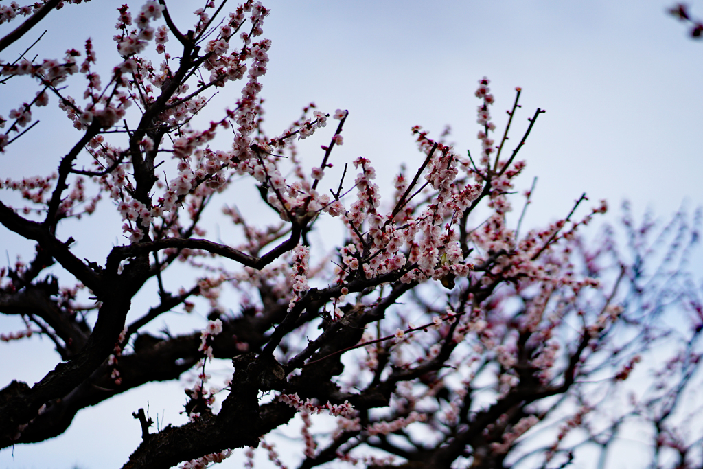 早く桜が撮りたい～
