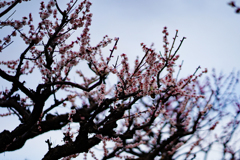 早く桜が撮りたい～