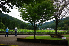 ハス畑