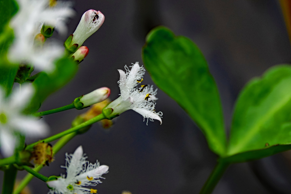 ミツガシワの花