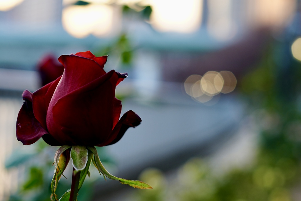バラっぽい薔薇