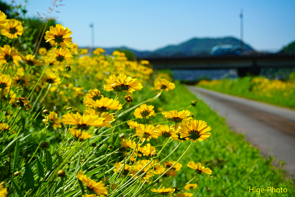 なぜか村のあちこちに咲いてます