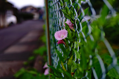 背景ぼかしを意識して