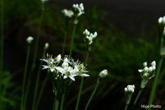 初秋の花