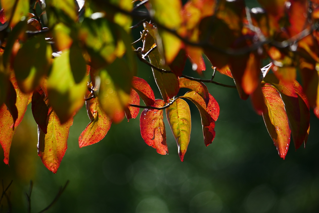 紅葉近し
