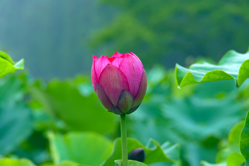 園内二番開花