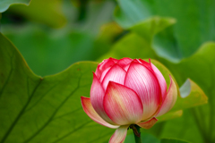 最初の花はピンク濃いめ