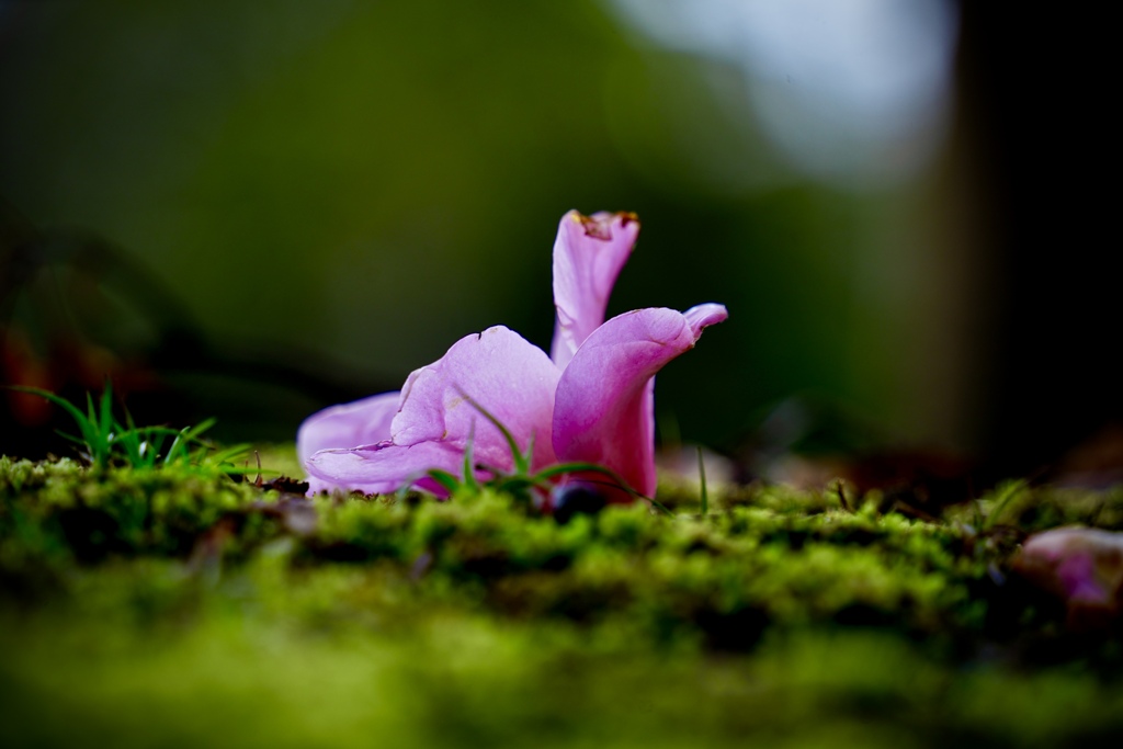 落花はピンク