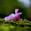 落花はピンク