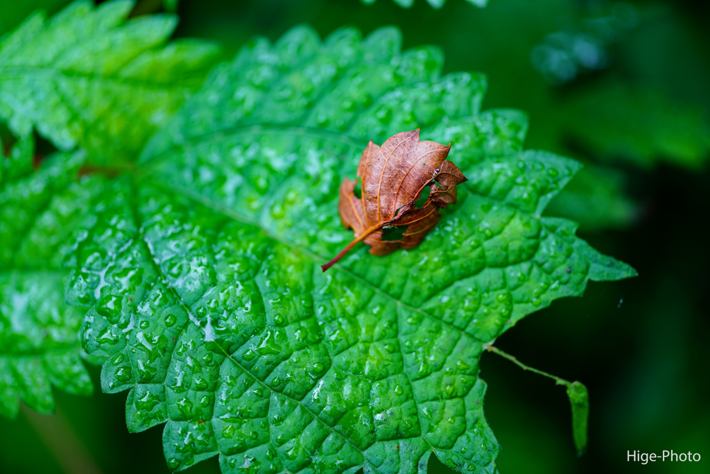 虫は枯葉に、枯葉は緑葉に…